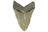 Huge, 5.59" Fossil Megalodon Tooth - North Carolina - #200796-2